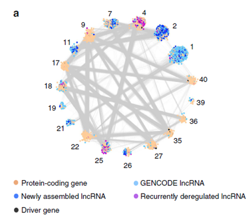 案例一全轉(zhuǎn)錄組測序研究結(jié)果