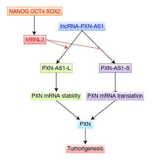案例二全轉(zhuǎn)錄組測序研究結(jié)果