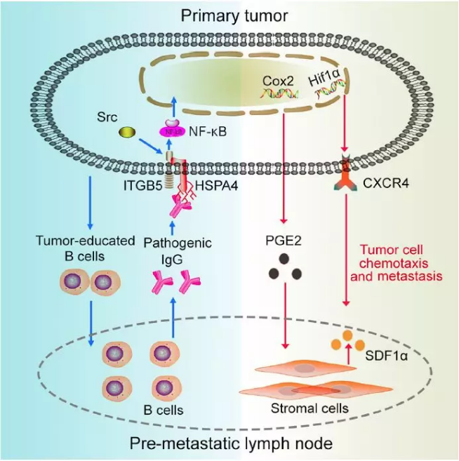  單細胞核測序技術服務 