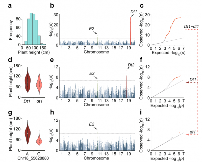 鑒定出 84 個(gè)性狀的 245 個(gè)顯著性關(guān)聯(lián)位點(diǎn)