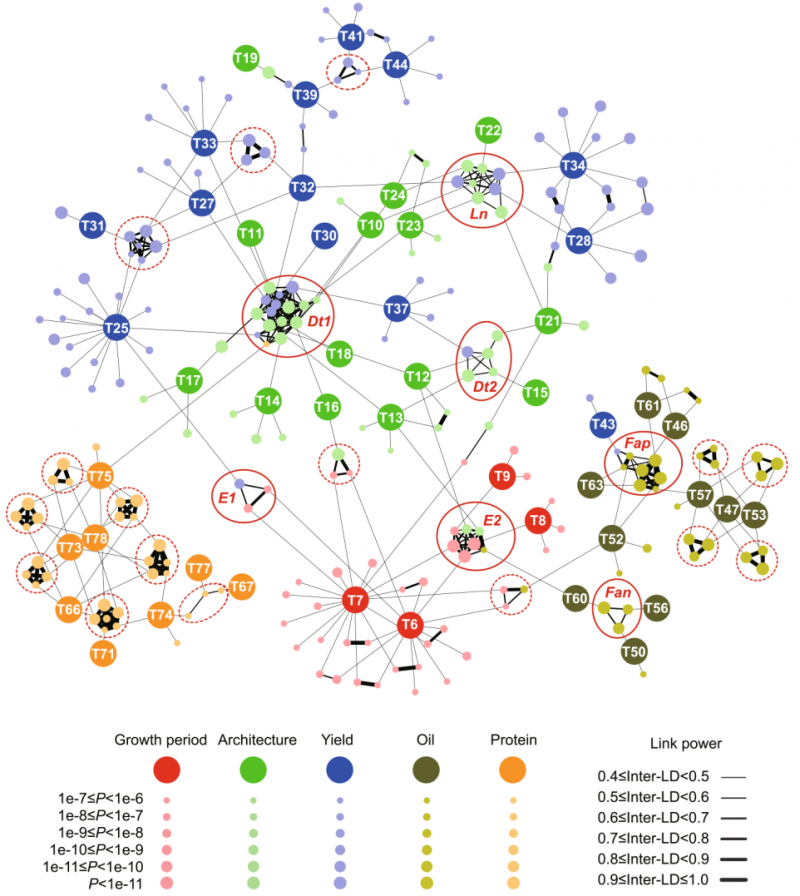 大豆不同性狀間的遺傳調(diào)控網(wǎng)絡(luò)