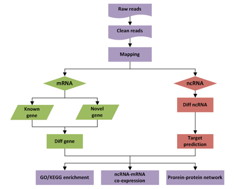 原核轉(zhuǎn)錄組測序分析流程