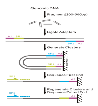 全基因組重測(cè)序技術(shù)原理圖