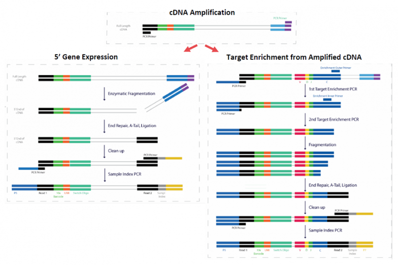 圖 5’mRNA 與 TCR/BCR 同時建庫
