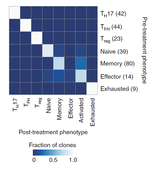 圖 治療前后 T 細胞的狀態(tài)轉(zhuǎn)換