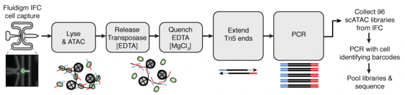 單細(xì)胞 ATAC 測序?qū)嶒?yàn)流程整合圖