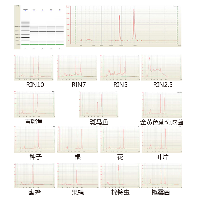 2100RNA 質(zhì)檢部分實例