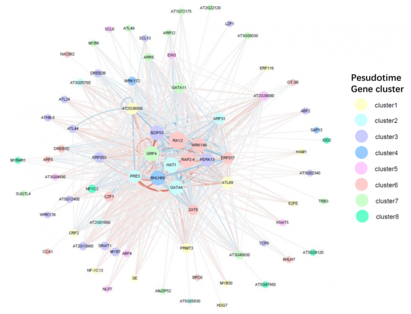 單細(xì)胞 RNA 測序擬時序分化轉(zhuǎn)錄因子調(diào)控網(wǎng)絡(luò)