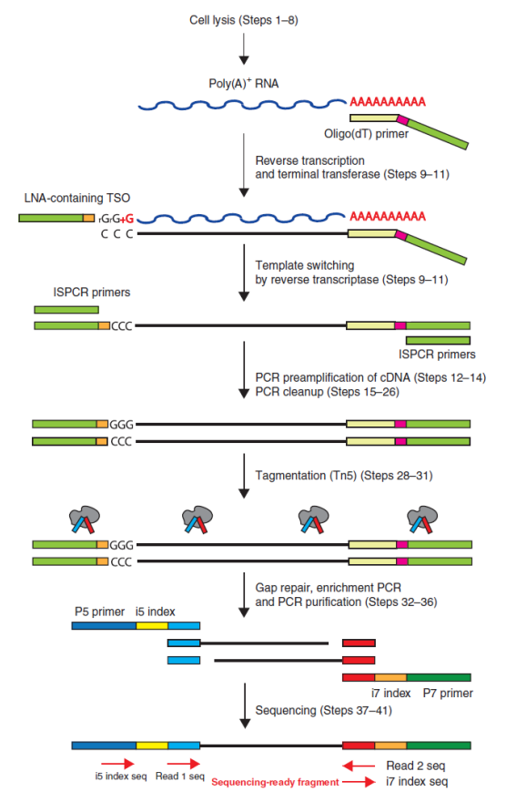 伯豪生物單細(xì)胞 RNA 測序服務(wù) SMART-seq2 技術(shù)原理
