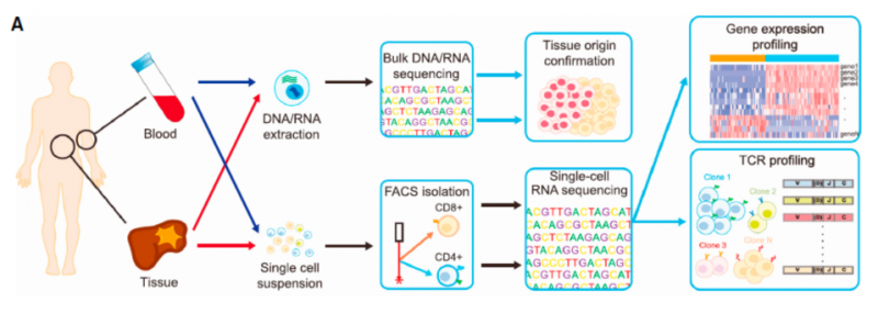 單細(xì)胞 RNA 測序應(yīng)用：腫瘤微環(huán)境