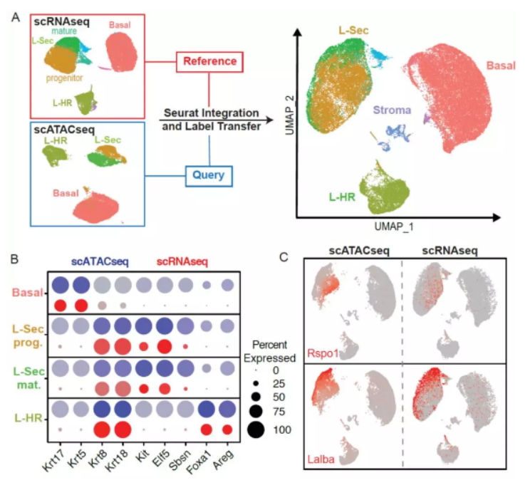 圖 &nbsp;scATAC-seq 與 scRNA-seq 整合分析 [4]