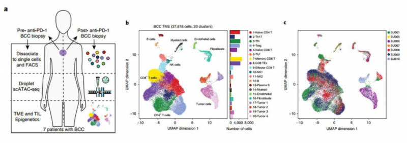腫瘤細(xì)胞的的異質(zhì)性及 PD- 1 治療前后細(xì)胞亞群的改變