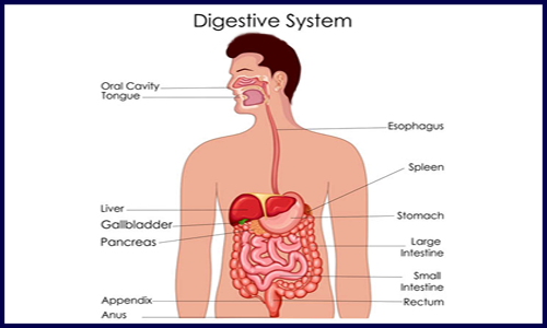周四有課 | 消化系統(tǒng)疾病多組學聯(lián)合分析交流會