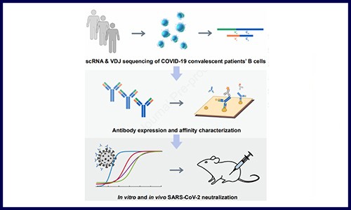 文獻(xiàn)解讀 | 單細(xì)胞測(cè)序鑒定高親和力新冠抗體