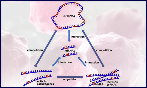 干貨 | 解鎖病毒 circRNA 數據庫資源