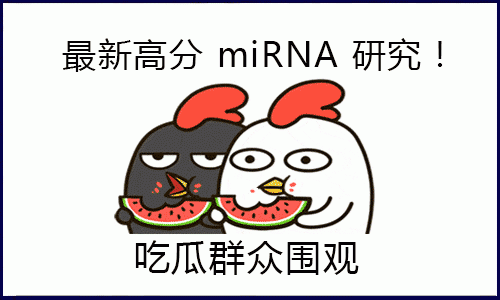“吃瓜”一線，圍觀高分 miRNA 研究！