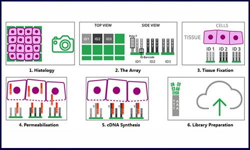 炙“熱”一夏，伯豪生物空間轉(zhuǎn)錄組測序服務(wù)，你 Pick 了嗎？