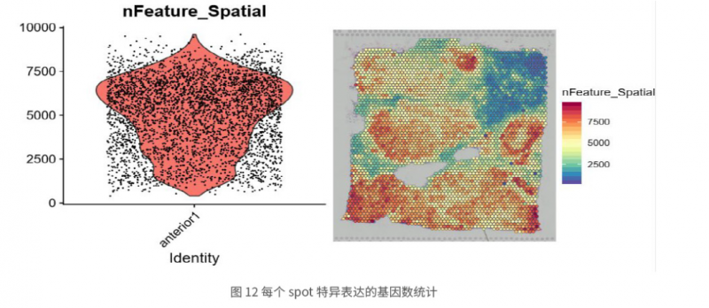 伯豪生物空間轉(zhuǎn)錄組測(cè)序結(jié)果