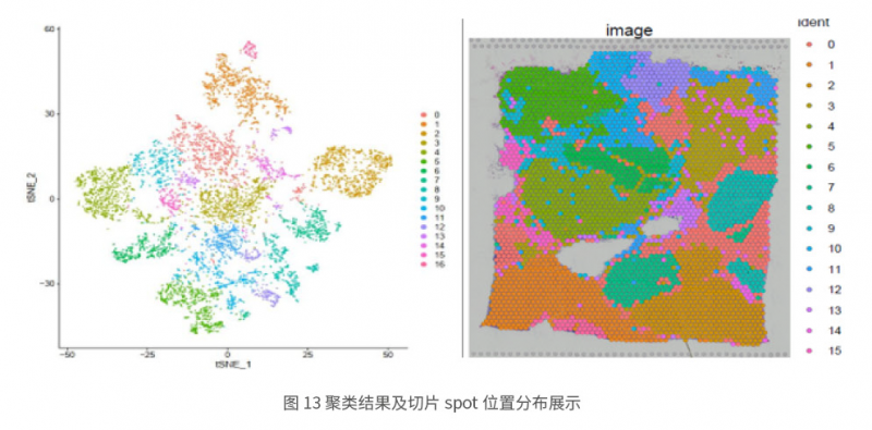 伯豪生物空間轉(zhuǎn)錄組測(cè)序分析