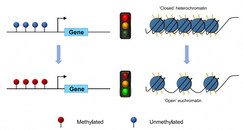 啟動(dòng)子 DNA 高甲基化促進(jìn)基因轉(zhuǎn)錄圖 