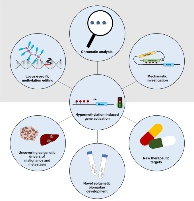 DNA 甲基化誘導(dǎo)基因沉默應(yīng)用領(lǐng)域圖