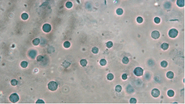 伯豪生物單細(xì)胞核轉(zhuǎn)錄組測(cè)序數(shù)據(jù)圖 1