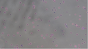 伯豪生物單細(xì)胞核轉(zhuǎn)錄組測(cè)序數(shù)據(jù)圖 2