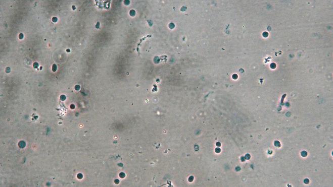 小鼠腦組織細(xì)胞核分離