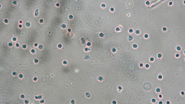 伯豪生物單細(xì)胞核轉(zhuǎn)錄組測(cè)序數(shù)據(jù)圖 3