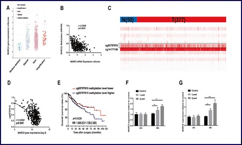項目新文 | 基于 GEO、TCGA 數(shù)據(jù)庫研究 MARC2 抑制肝細(xì)胞癌進(jìn)展的機(jī)制