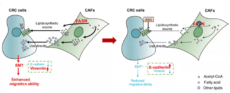 伯豪生物客戶轉(zhuǎn)錄組測序高分文章 4