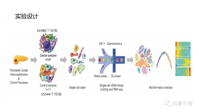 伯豪單細(xì)胞測序 服務(wù)