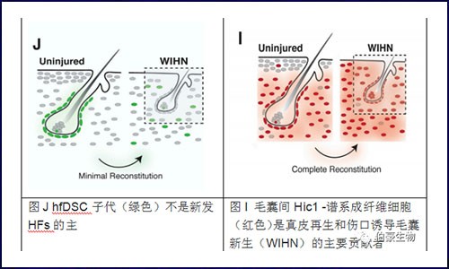 scRNA-seq & scATAC-seq 揭示如何刺激新生毛囊促進(jìn)創(chuàng)面愈合