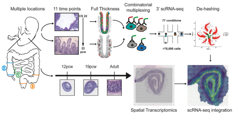 單細胞測序 + 空間轉錄組測序研究路線圖