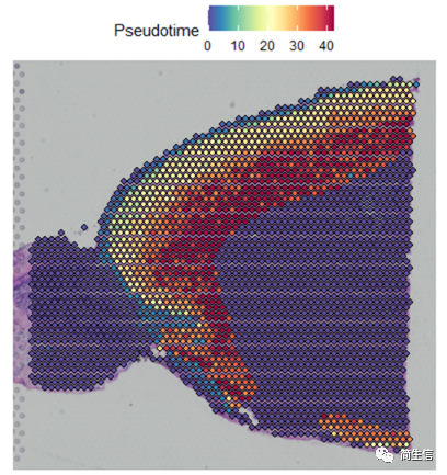 把分化時間對應到到組織切片位置上