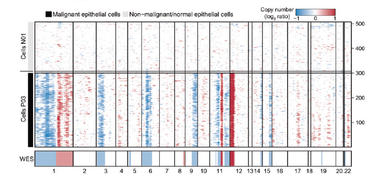 文章中 inferCNV 結果
