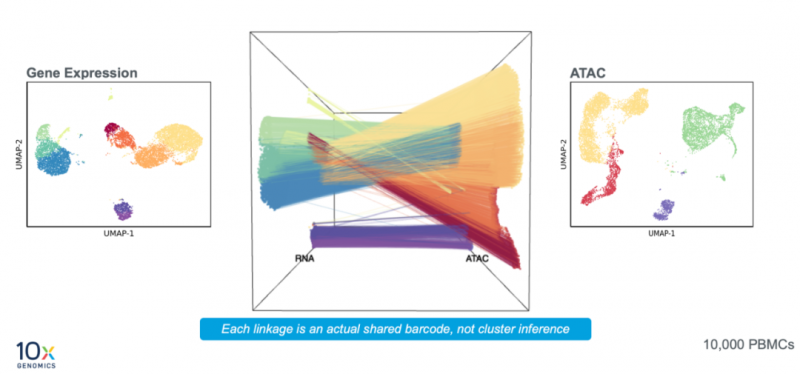 Chromium 單細胞多組學 ATAC + 基因表達