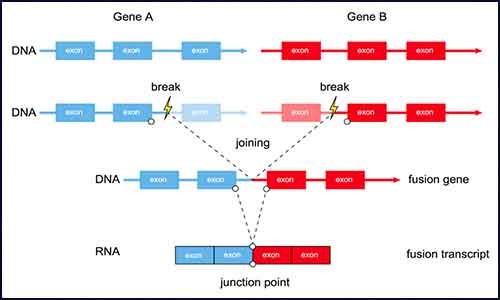腫瘤基因組融合基因檢測技術揭示癌癥的真相