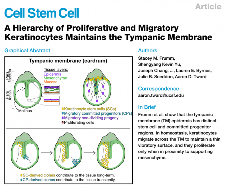 揭示角質細胞的增殖和遷移對鼓膜維持的貢獻