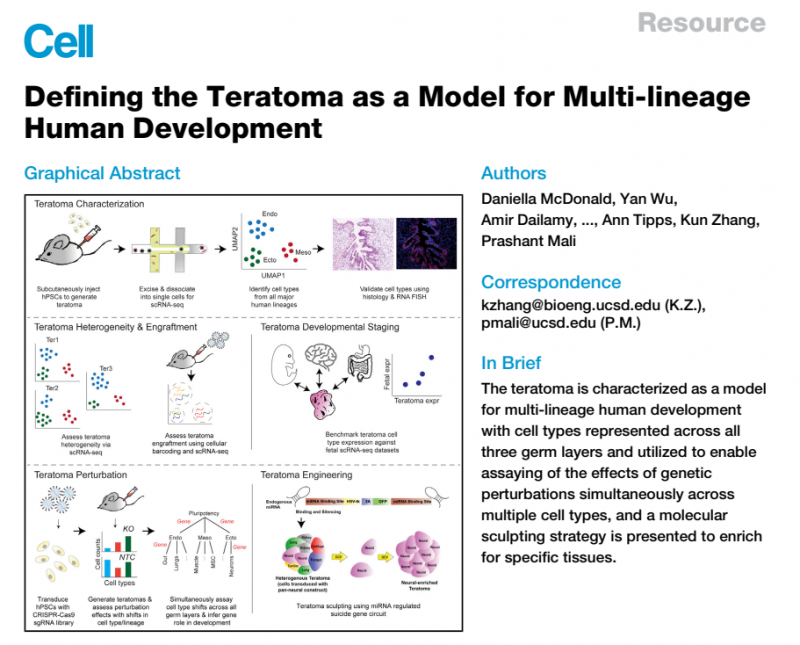 將畸胎瘤作為人類多譜系發育模型