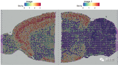 展示皮層 mark 的分布