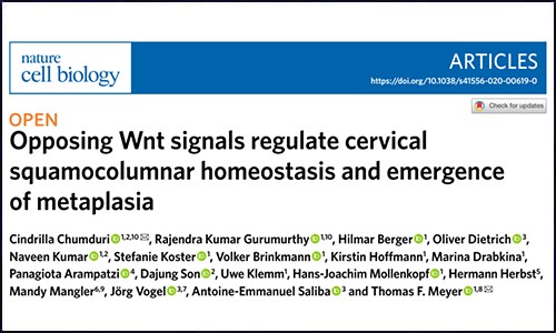 單細胞測序 | 揭示宮頸鱗柱狀細胞的動態平衡及化生機制