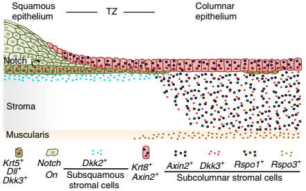 過渡區不同上皮譜系和組織微環境的示意圖