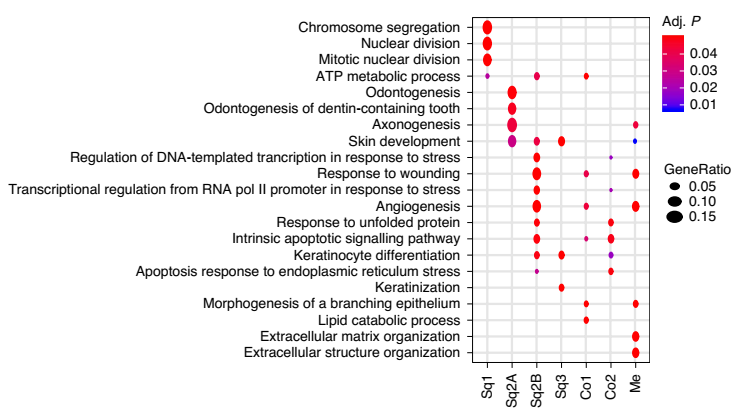 上皮細胞亞群的相關 GO 富集結果圖