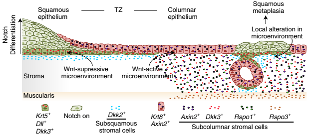 移行區和鱗狀化生期間的兩種上皮譜系和 Wnt-Notch 微環境