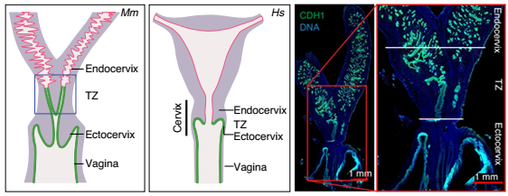 小鼠和人女性生殖道的示意圖