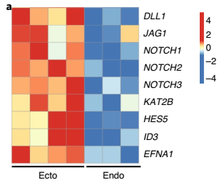 人宮頸外和宮頸內類器官差異基因熱圖