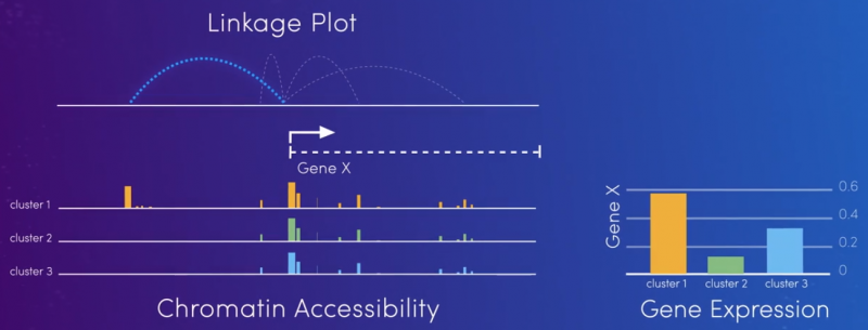 目標細胞內(nèi)實現(xiàn)調(diào)控區(qū)域與基因表達信息的關(guān)聯(lián)圖