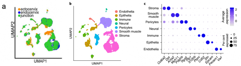 健康小數的宮頸內膜、宮頸外和過渡區組織的單細胞測序結果