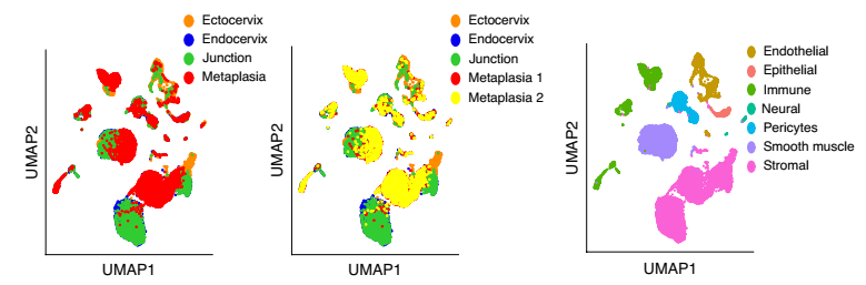 健康小鼠宮頸外，宮頸內，過渡區和 VA 缺乏引起的鱗狀化生的 scRNA-seq